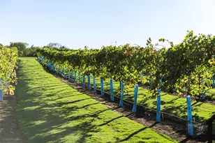 14615 Cedar Elm Ct, Willis, TX 77318 - Photo 11