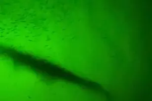 22922 Lunes St, Galveston, TX 77554 - Photo 37