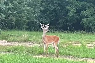 17401 Hwy 21 W, North Zulch, TX 77872 - Photo 41