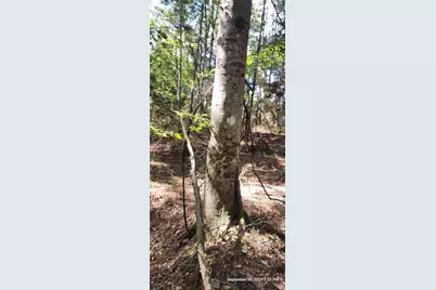 Tbd County Road 405, San Augustine, TX 75972 - Photo 3