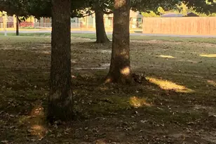 36 Kalyn Rd, Huntsville, TX 77340 - Photo 5