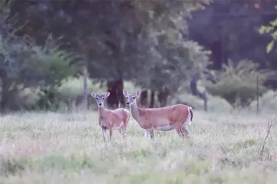 312 Fm 391, Wheelock, TX 77859 - Photo 19