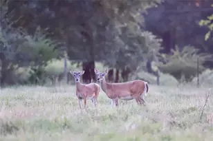 312 Fm 391, Wheelock, TX 77859 - Photo 19