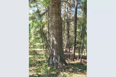 500 S Pine Lake Road, Montgomery, TX 77316 - Photo 37