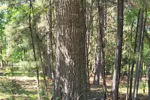 500 S Pine Lake Rd, Montgomery, TX 77316 - Photo 37