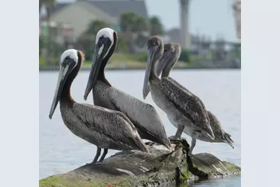 929 Private Road 652, Sargent, TX 77414 - Photo 11