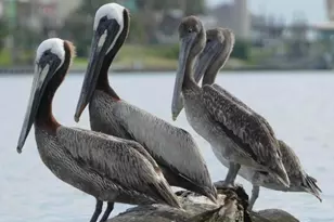 929 Private Rd 652, Sargent, TX 77414 - Photo 11