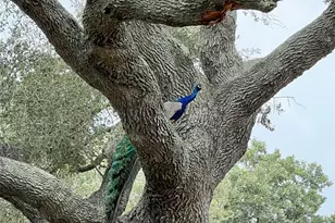 1518 Co Rd 307, El Campo, TX 77437 - Photo 35