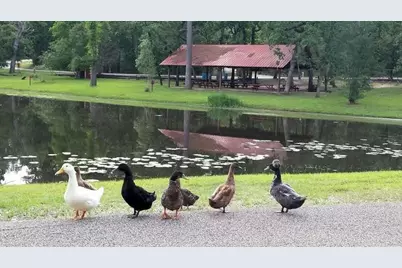 Tbd Cimmaron Drive, Stagecoach, TX 77355 - Photo 3