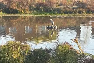 1525 Ramada Dr, Houston, TX 77062 - Photo 23