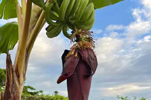 Condominio Campestre Las Colinas De Niza, Irving, TX - Photo 15