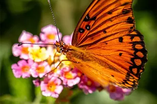 236 S Main St, Grapeland, TX 75844 - Photo 31