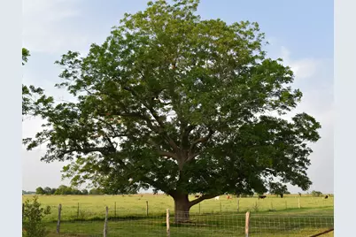 443 County Road 280, Shiner, TX 77984 - Photo 23
