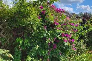 21235 Lily Springs Dr, Porter, TX 77365 - Photo 37