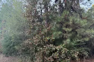 Lot 111-A Pioneer Trail, Livingston, TX 77351 - Photo 3