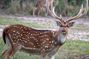 102 Bliss Cir, Brackettville, TX 78832 - Photo 3