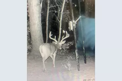 45 Acres Fm 229, Crockett, TX 75835 - Photo 15