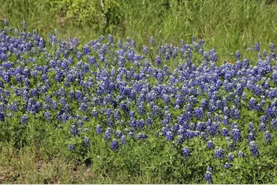 Lot 4 Clear Woods Court W, Washington, TX 77880 - Photo 17