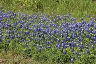 Lot 4 Clear Woods Ct W, Washington, TX 77880 - Photo 17