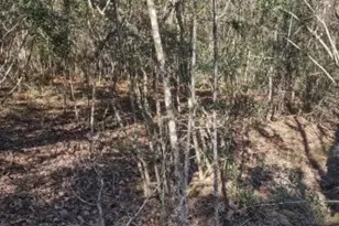 16012 Wood Grv Wy, Willis, TX 77378 - Photo 11