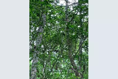 00 Bailey Grove Road, Montgomery, TX 77356 - Photo 1