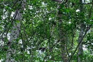 00 Bailey Grove Rd, Montgomery, TX 77356 - Photo 1