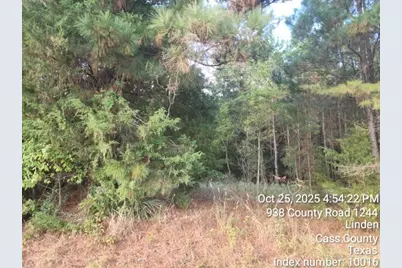 938 County Road 1244 Road, Linden, TX 75563 - Photo 13