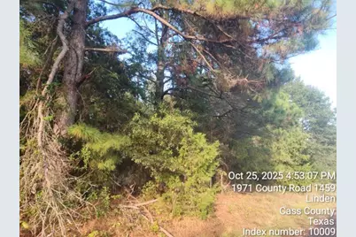 938 County Road 1244 Road, Linden, TX 75563 - Photo 19