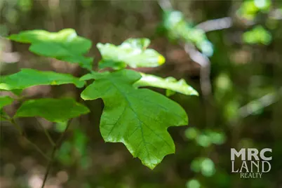 00 Linn Flat Road, Garrison, TX 75946 - Photo 9