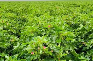 12485 Sandy Point Rd, Bryan, TX 77807 - Photo 3