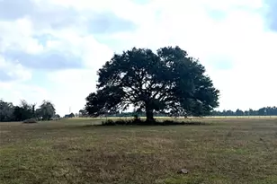 Tbd 20 Acres Cat Spring Rd, Cat Spring, TX 78933 - Photo 9