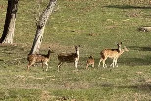 111 Oakmont Dr, New Ulm, TX 78950 - Photo 35