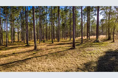 Tbd Rolling Pines Drive, Livingston, TX 77351 - Photo 5