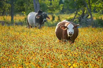 1458 Fm-1458, Pattison, TX 77423 - Photo 7
