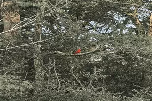 5924 Wild Horse Run, College Station, TX 77845 - Photo 37