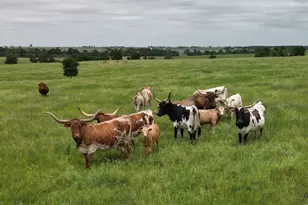 1716 Cr 469, Coupland, TX 78615 - Photo 9