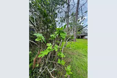 24231 Shellbrook Drive, Houston, TX 77336 - Photo 37