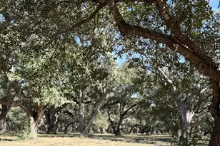 Tbd Rubin Lee Rd, Cat Spring, TX 78933 - Photo 19