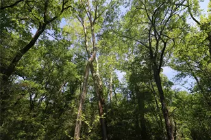 Tbd Molk Rd, Willis, TX 77378 - Photo 17