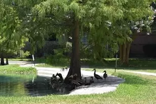 2815 Kings Crossing Dr, Kingwood, TX 77345 - Photo 23