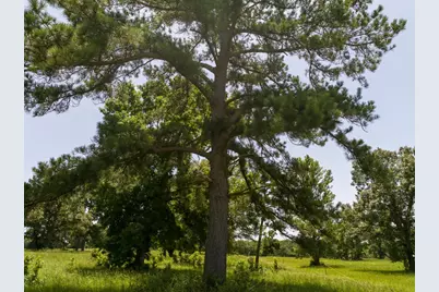 Tbd Live Oak Court, Crockett, TX 75835 - Photo 19