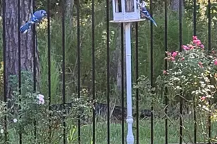 725 Ivory Crk Ct, Willis, TX 77378 - Photo 49