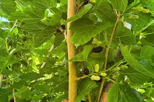 24642 Cornell Park Ln, Katy, TX 77494 - Photo 45