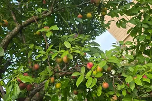 24642 Cornell Park Ln, Katy, TX 77494 - Photo 47