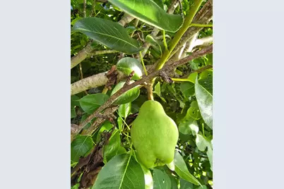 24642 Cornell Park Lane, Katy, TX 77494 - Photo 49