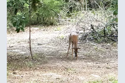 331 County Road 3240, Colmesneil, TX 75938 - Photo 45