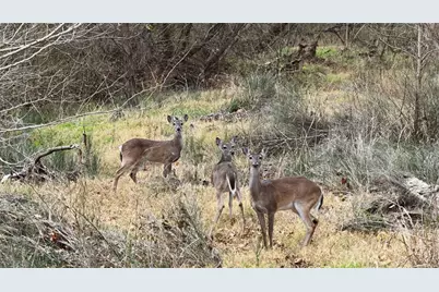 256 Greasy Bend, Smithville, TX 78957 - Photo 17