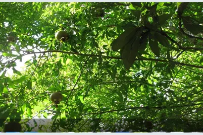 11423 Wickersham Lane, Houston, TX 77077 - Photo 29