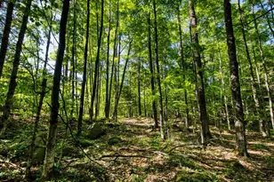 0 Tanoak Ln, Brookeland, TX 75931 - Photo 5