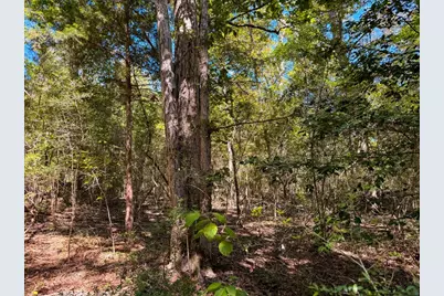 Tbd County Road 4260, Woodville, TX 75979 - Photo 41